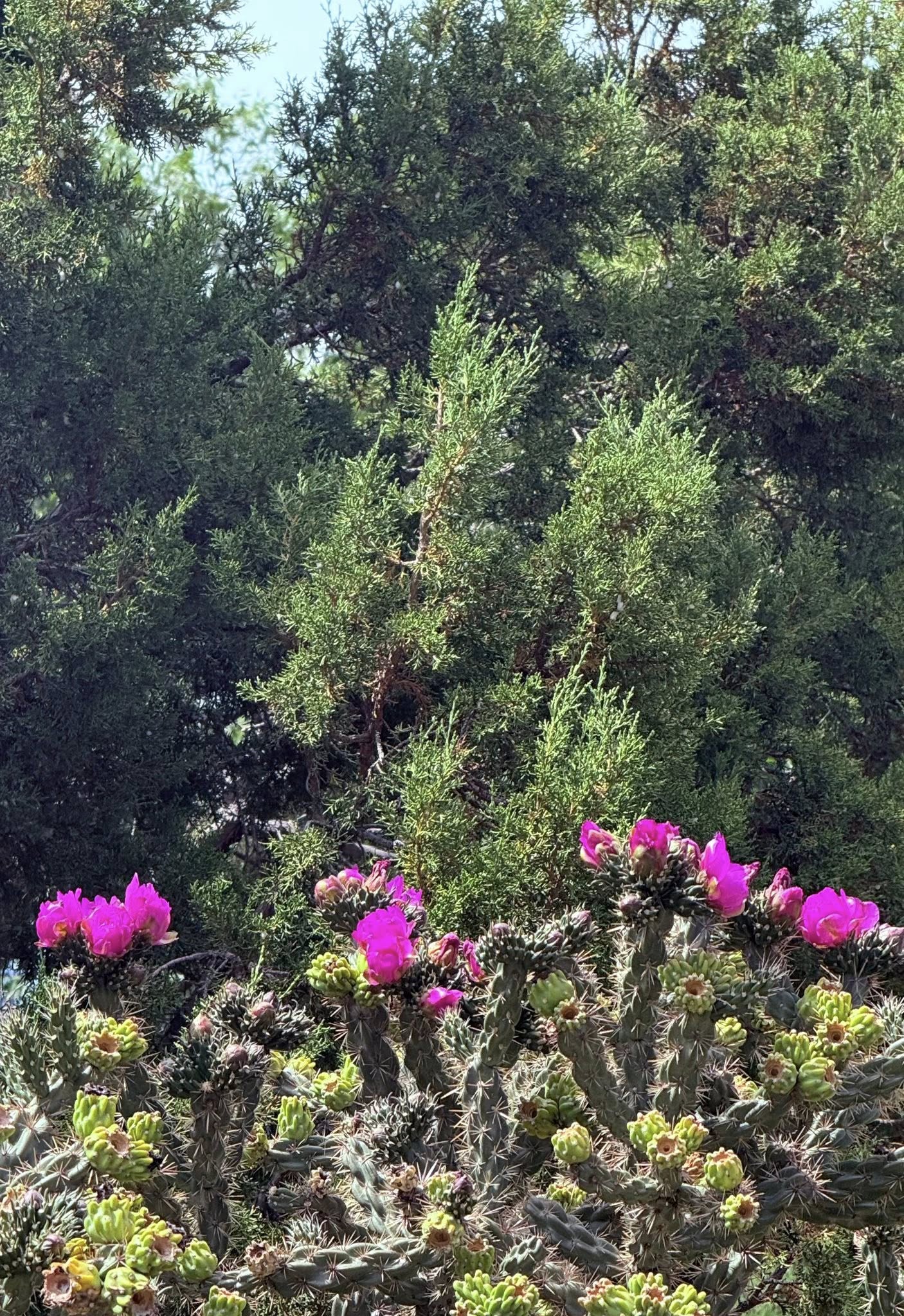 Trinidad Lake State Park