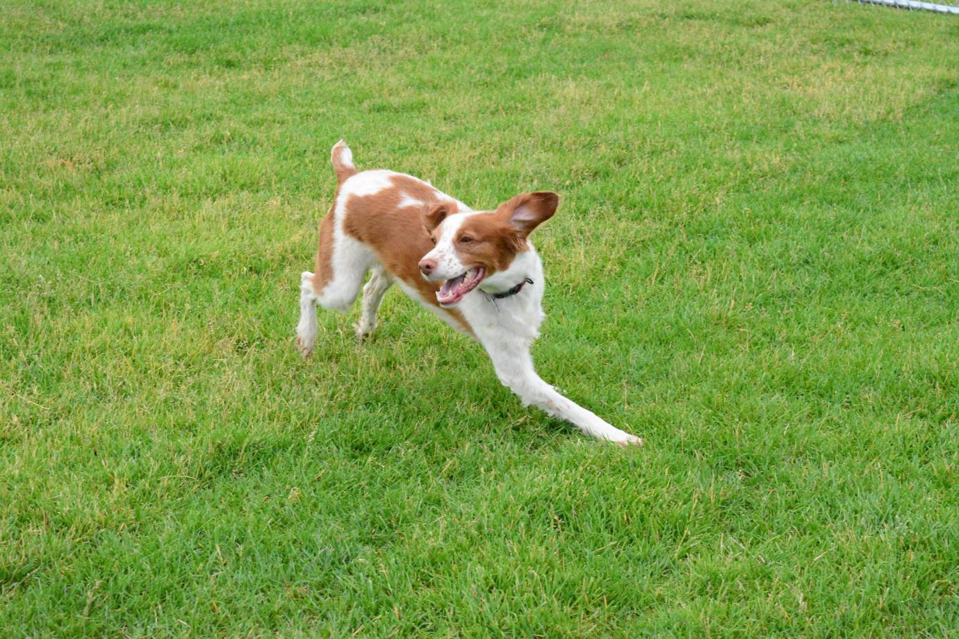 Waggin' Tails Dog Park
