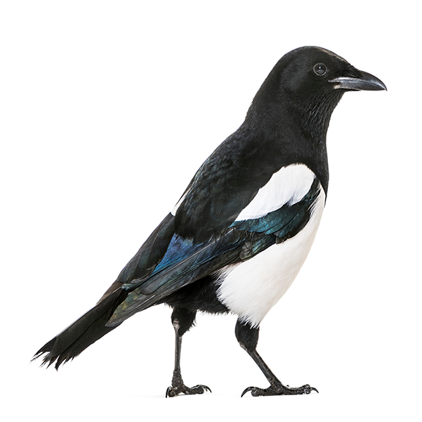 Magpie