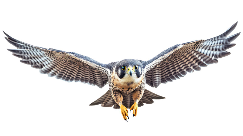 Peregrine Falcon