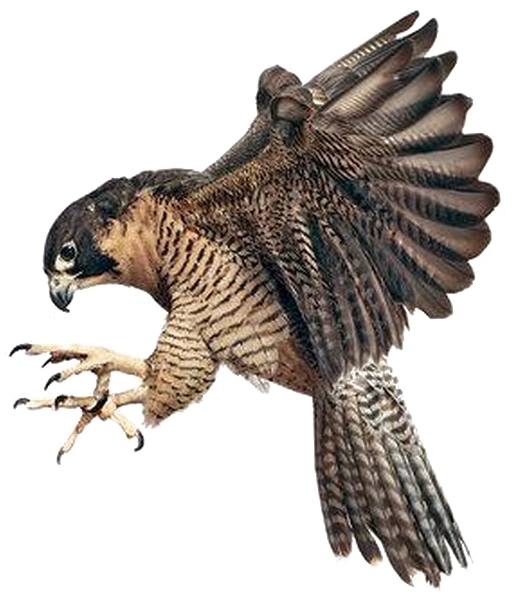 Peregrin falcon