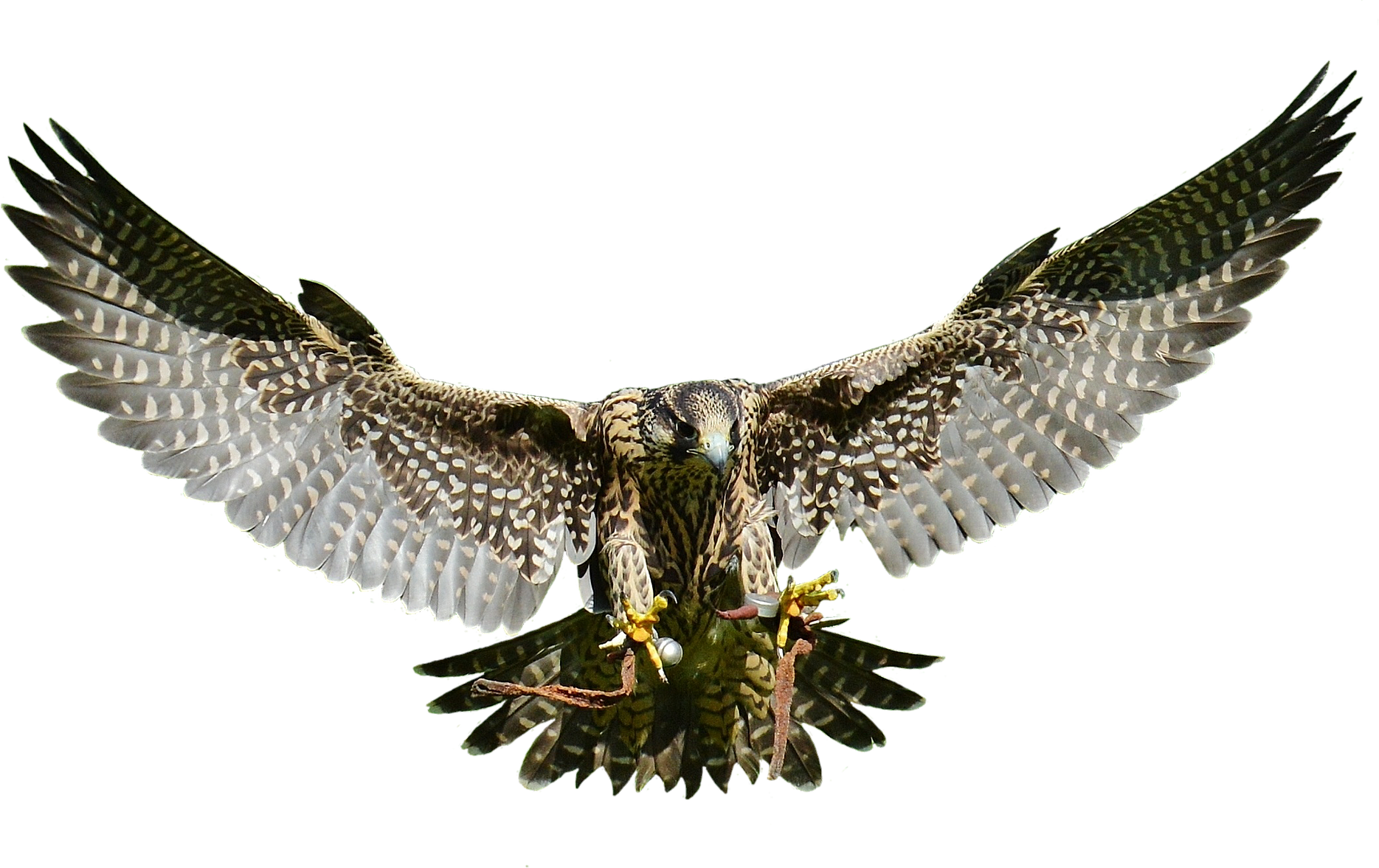 Peregrin falcon